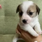 ジャックラッセルテリア【東京都・男の子・2022年6月1日・タン&ホワイト】の写真5