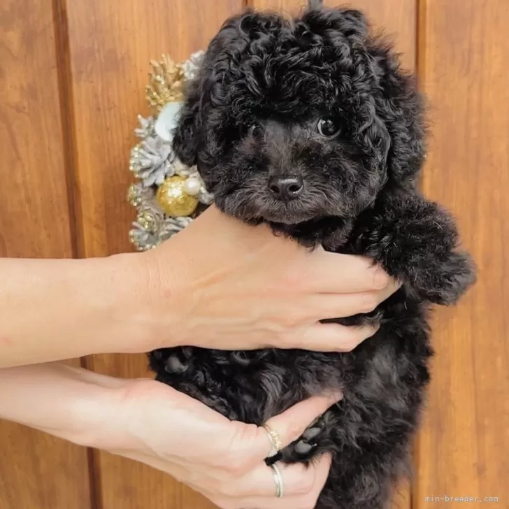 ID：2504-05754の子犬