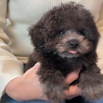 トイプードル(タイニー)【福岡県・男の子・2024年11月28日・🩶シルバー🩶🩶】の写真「🩷新生活応援📣新しい家族と暮らしませんか❓🩷」