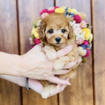 ティーカッププードル【福岡県・女の子・2025年7月12日・🩷アプリコット🩷】の写真「かわいいが大渋滞💕💕💕」