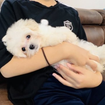 💗マルプー(マルチーズ×トイプードル)💗【福岡県・男の子・2025年5月31日・アプリコット🧸】の写真「🏠犬舎改装のためお迎えキャンペーン中🐶🐶」