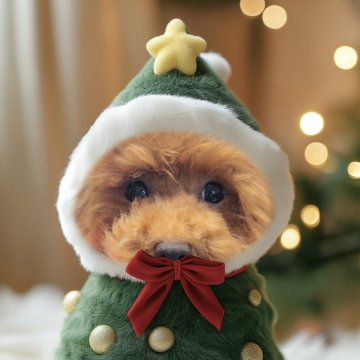 トイプードル(ティーカップ)【福岡県・男の子・2024年6月8日・レッド】の写真「🎄ティーカップサイズ確定クリスマス🤶🎄」