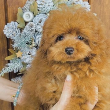 トイプードル(タイニー)【福岡県・男の子・2025年4月1日・❤️レッド❤️】の写真「🧸リアルテディベア　タイニーサイズ　レレくん」