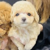 トイプードル(ティーカップ)