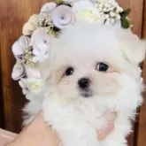 マルチーズ