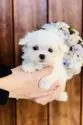 マルチーズ【福岡県・女の子・2025年9月23日・☁️ホワイト☁️】の写真2