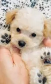 ティーカッププードル【福岡県・男の子・2024年11月28日・🤍クリーム🤍】の写真2