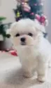 マルチーズ【福岡県・女の子・2025年9月23日・☁️ホワイト☁️】の写真5