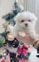 マルチーズ【福岡県・女の子・2025年9月23日・☁️ホワイト☁️】の写真8