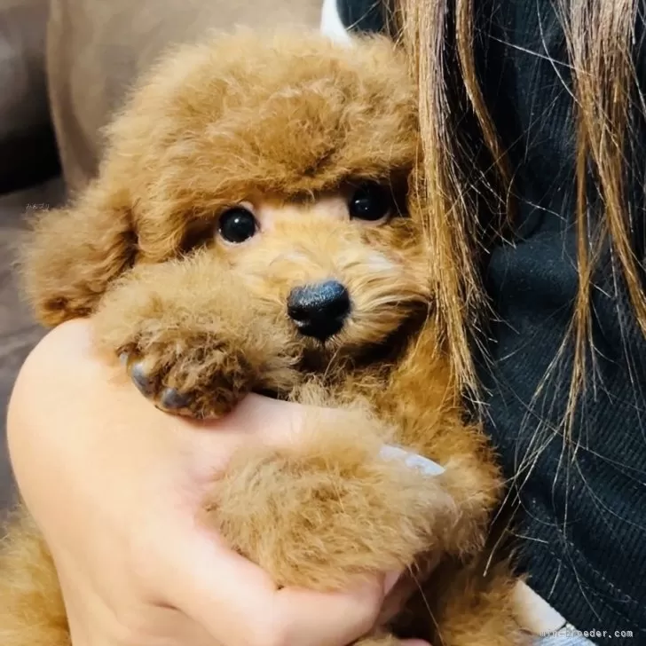 ID:2406-05474の子犬