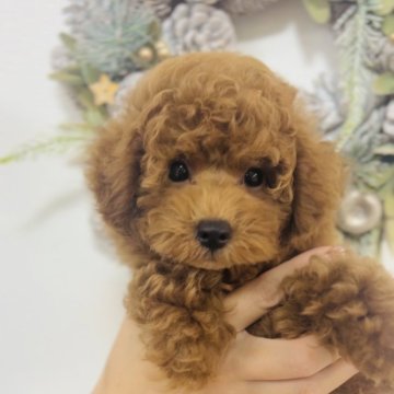 トイプードル(タイニー)【福岡県・男の子・2024年6月9日・レッド】の写真「⭐とっても甘えん坊のお利口さん　全部込⭐」
