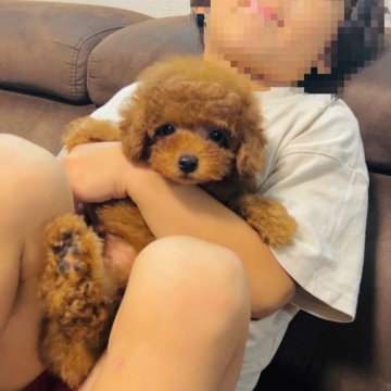 トイプードル(タイニー)【福岡県・男の子・2024年4月25日・レッド】の写真「🍉夏休みお迎えキャンペーン中🍉」