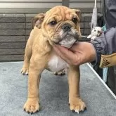 ブルドッグ【大阪府・女の子・2025年8月27日・レッドアンドホワイト】の写真5