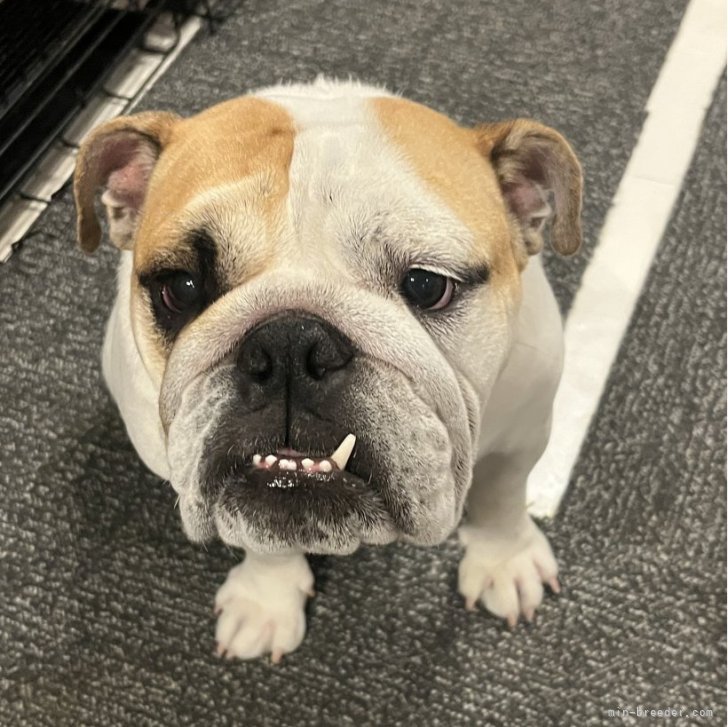 ブリーダー画像