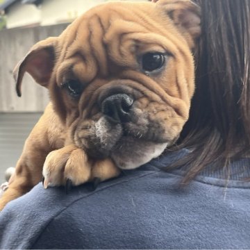 ブルドッグ【大阪府・女の子・2025年8月27日・レッドアンドホワイト】の写真「甘えたさんでとっても性格の良い可愛い女の子です」