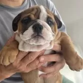 ブルドッグ