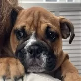 ブルドッグ