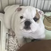 ブルドッグ