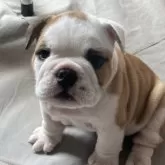 ブルドッグ