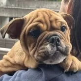 ブルドッグ【大阪府・女の子・2025年8月27日・レッドアンドホワイト】の写真2