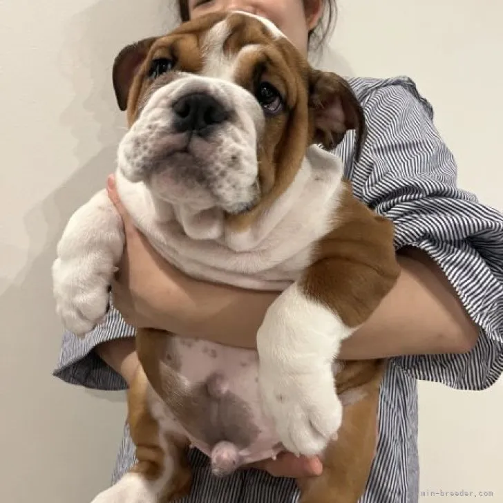 ID:2309-05967の子犬