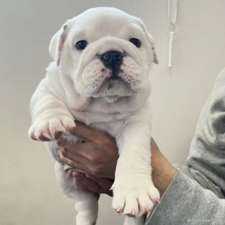 ID：2301-02155の子犬