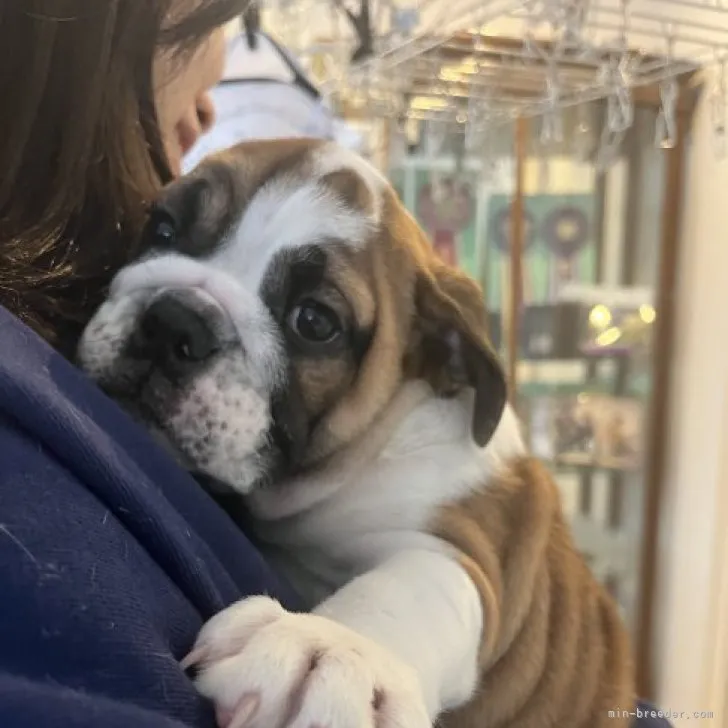 ID：2301-02539の子犬