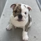 ブルドッグ【大阪府・女の子・2024年8月15日・ブリンドル】の写真1