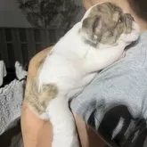 ブルドッグ【大阪府・女の子・2024年8月15日・ブリンドル】の写真4