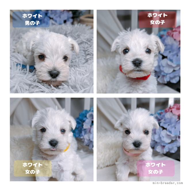 シュナウザーさま 坂井紗絵ブリーダーのブログ｜久々にホワイト・レバーの