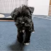 ミニチュアシュナウザー【長崎県・女の子・2025年1月9日・ブラック】の写真7