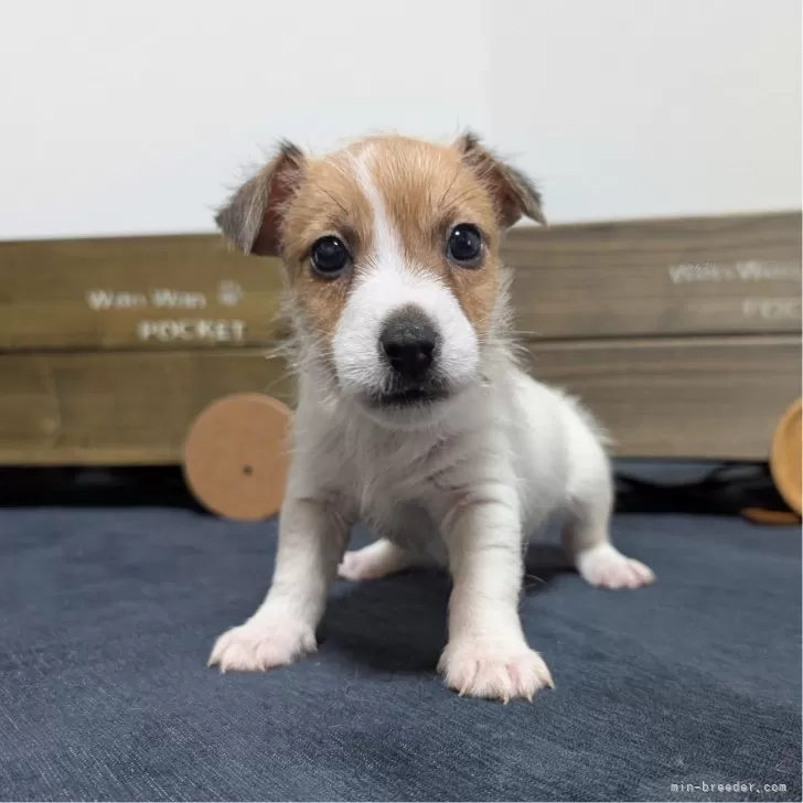 ID:2501-02875の子犬