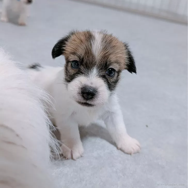 ID：2508-02418の子犬