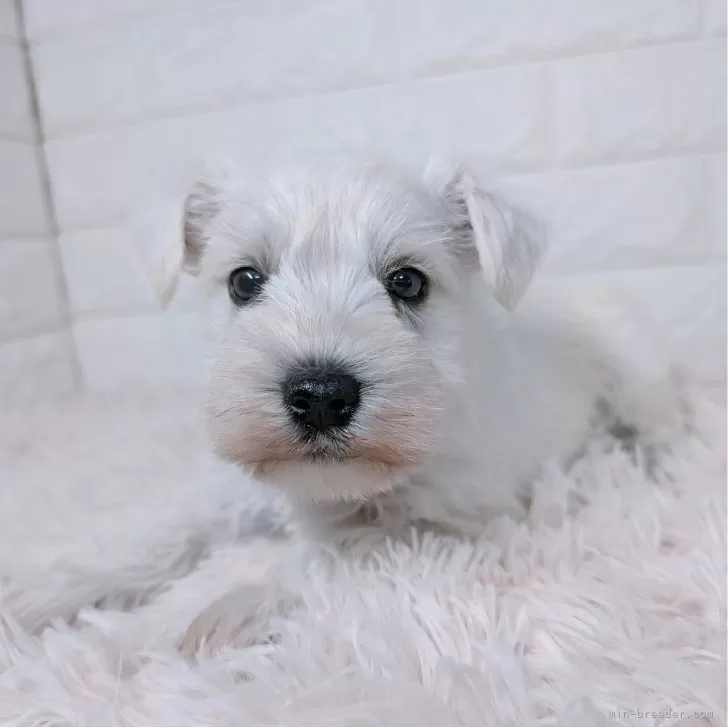 ID:2501-00778の子犬