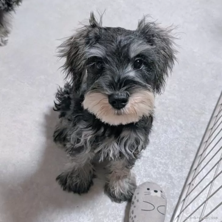 MF 様のお迎えした子犬