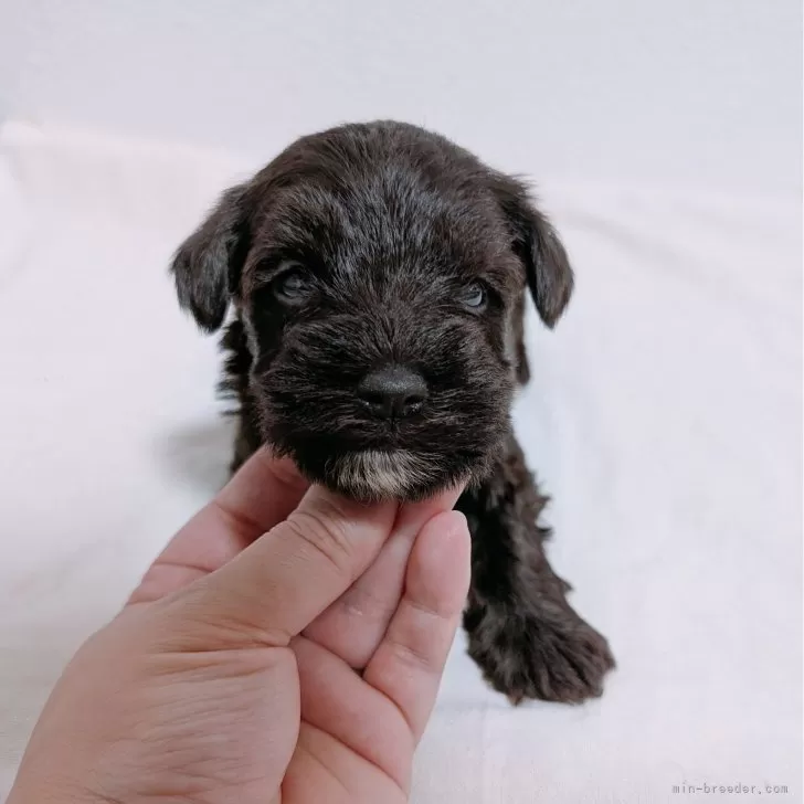 ID:2504-05017の子犬