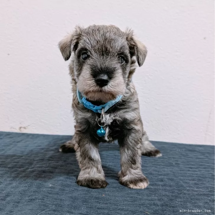 ID:2505-07246の子犬