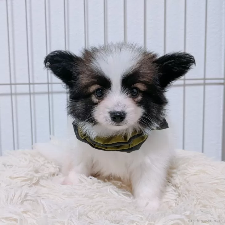 パピヨン【長崎県・男の子・2025年9月10日・ホワイト&amp;ブラウン】の写真1