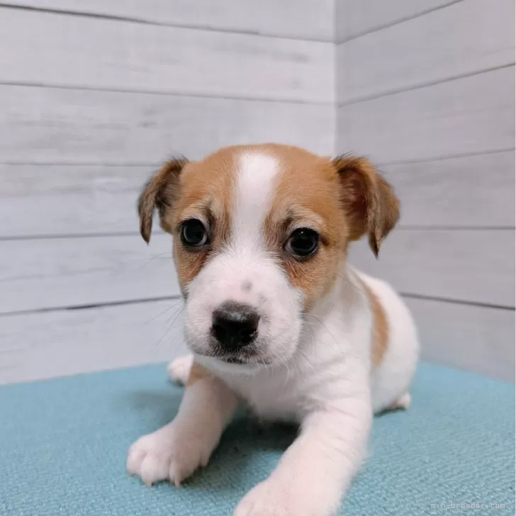 ID:2504-04723の子犬