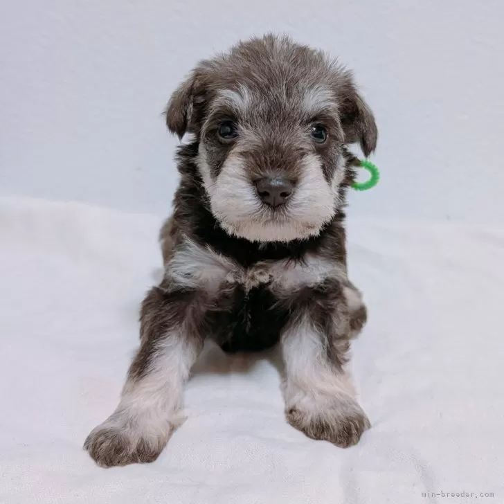 ID：2504-05021の子犬