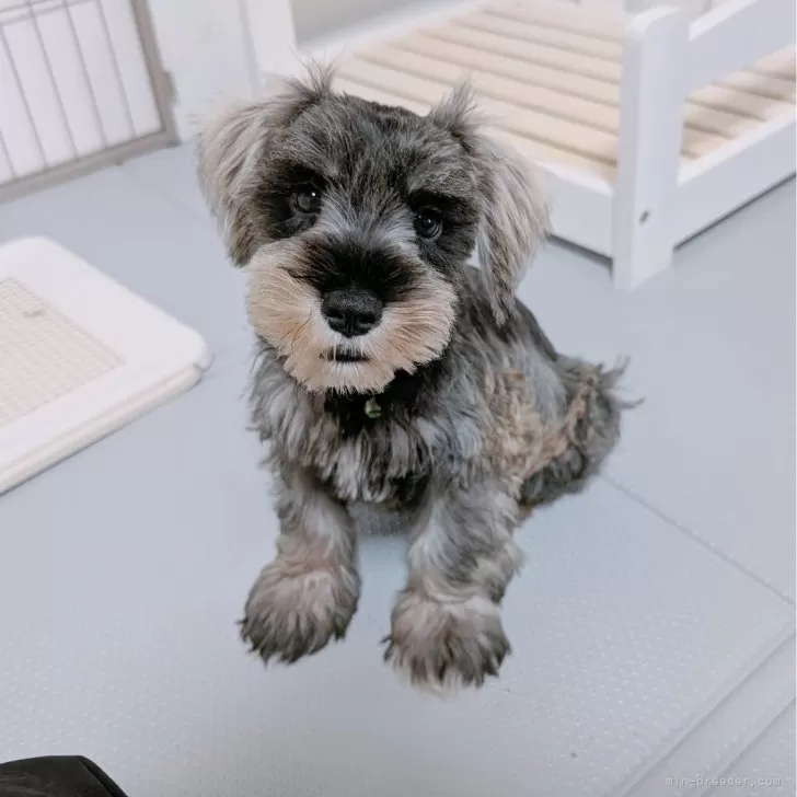 ID:2505-07257の子犬