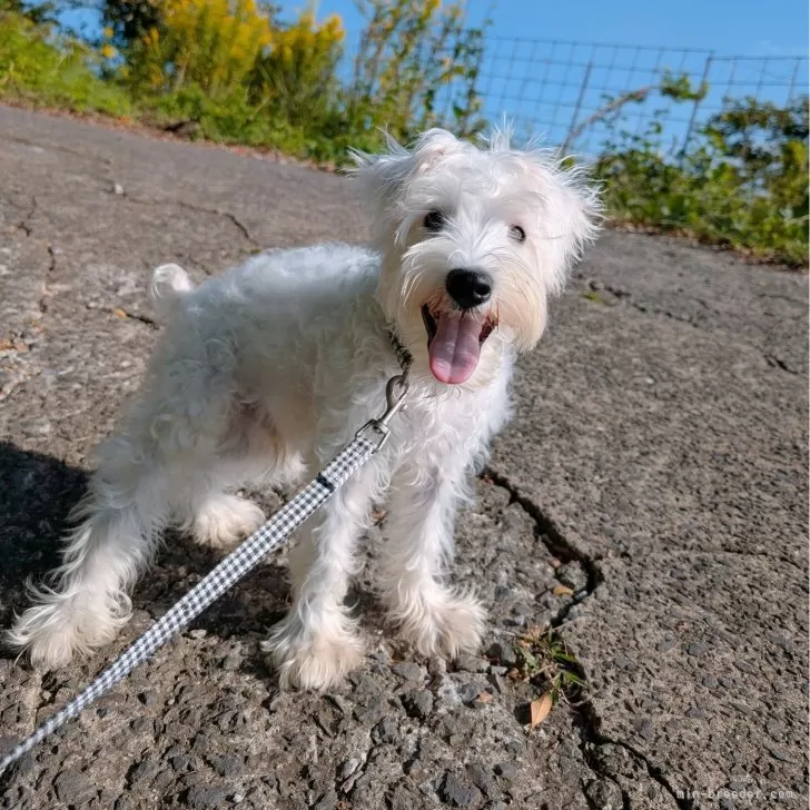 ミニチュアシュナウザー【長崎県・男の子・2025年5月21日・ホワイト】の写真1