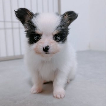 パピヨン【長崎県・女の子・2025年10月18日・トライ】の写真「ママ似のかわいい女の子♡」