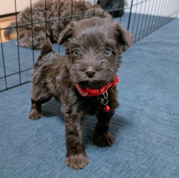 レバーのミニチュアシュナウザーの子犬を探す｜ブリーダー直販の