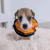 ジャックラッセルテリア