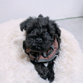 ミニチュアシュナウザー