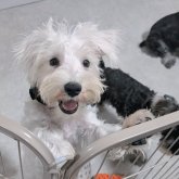 ミニチュアシュナウザー