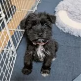 ミニチュアシュナウザー【長崎県・女の子・2025年1月9日・ブラック】の写真1