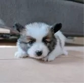 パピヨン【長崎県・女の子・2025年2月3日・ホワイト&ブラウン】の写真1