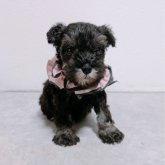 ミニチュアシュナウザー